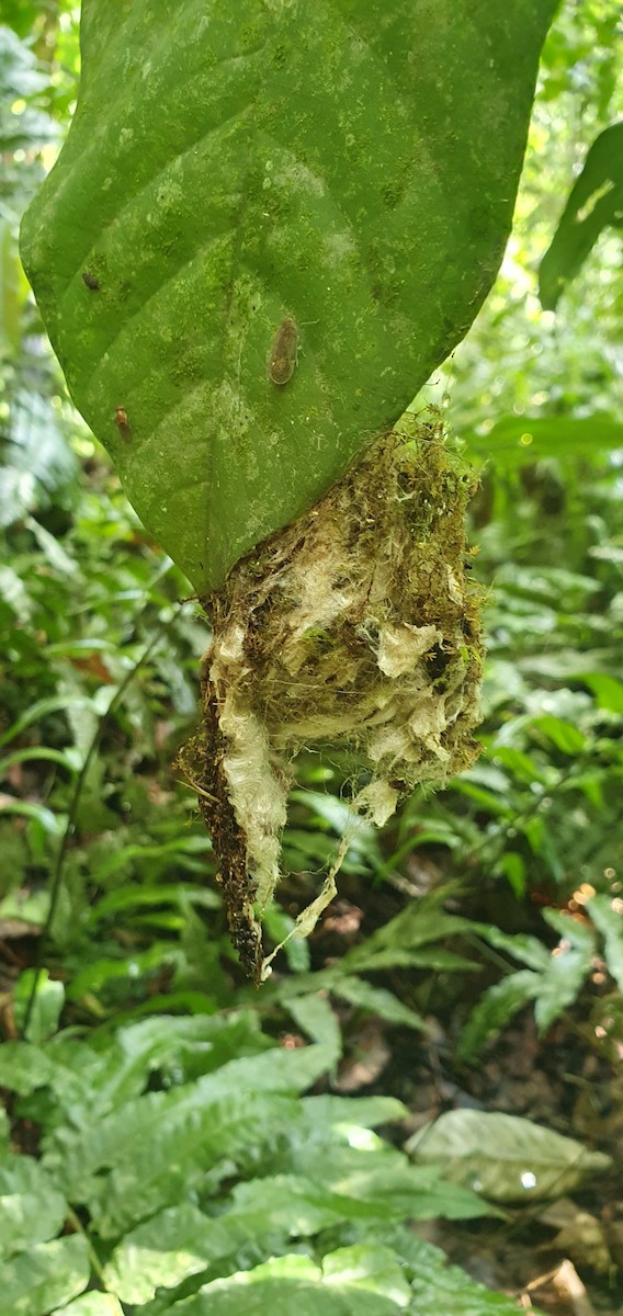 White-browed Hermit - ML645893850