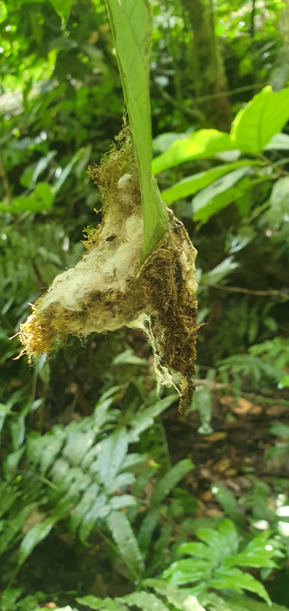 White-browed Hermit - ML645893851