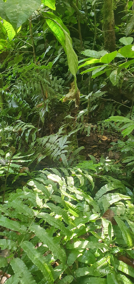 White-browed Hermit - ML645893852