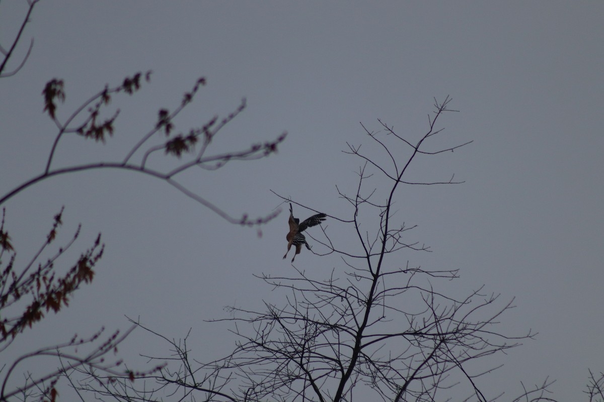 Red-shouldered Hawk - ML645893853