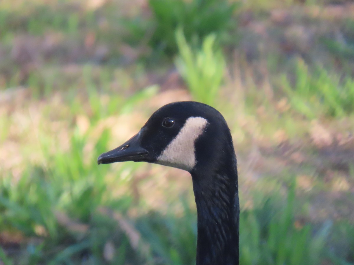 Bernache du Canada - ML645893855