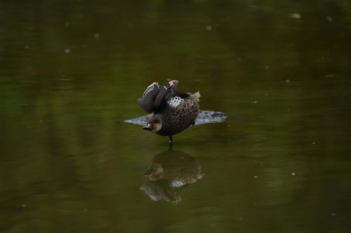 White-cheeked Pintail (Galapagos) - ML645893856