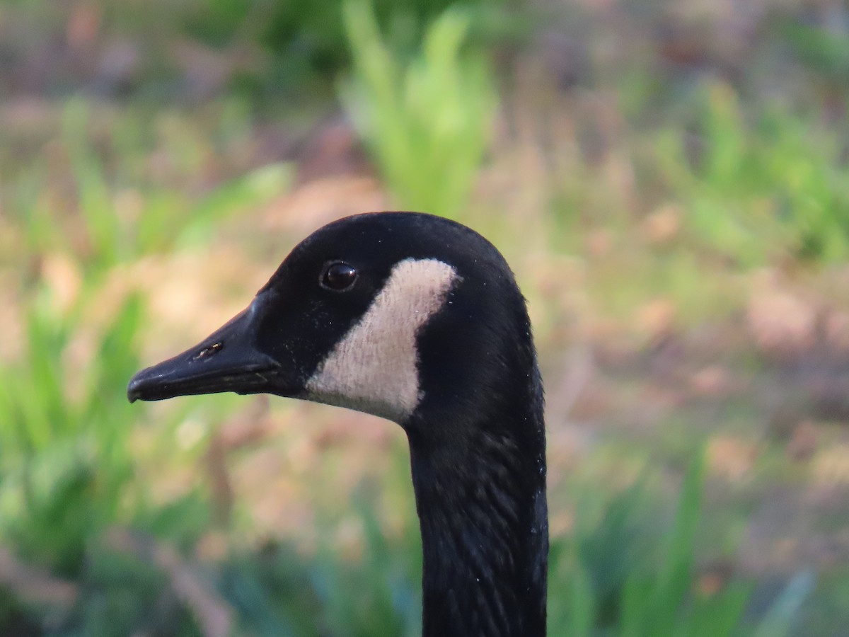 Bernache du Canada - ML645893859