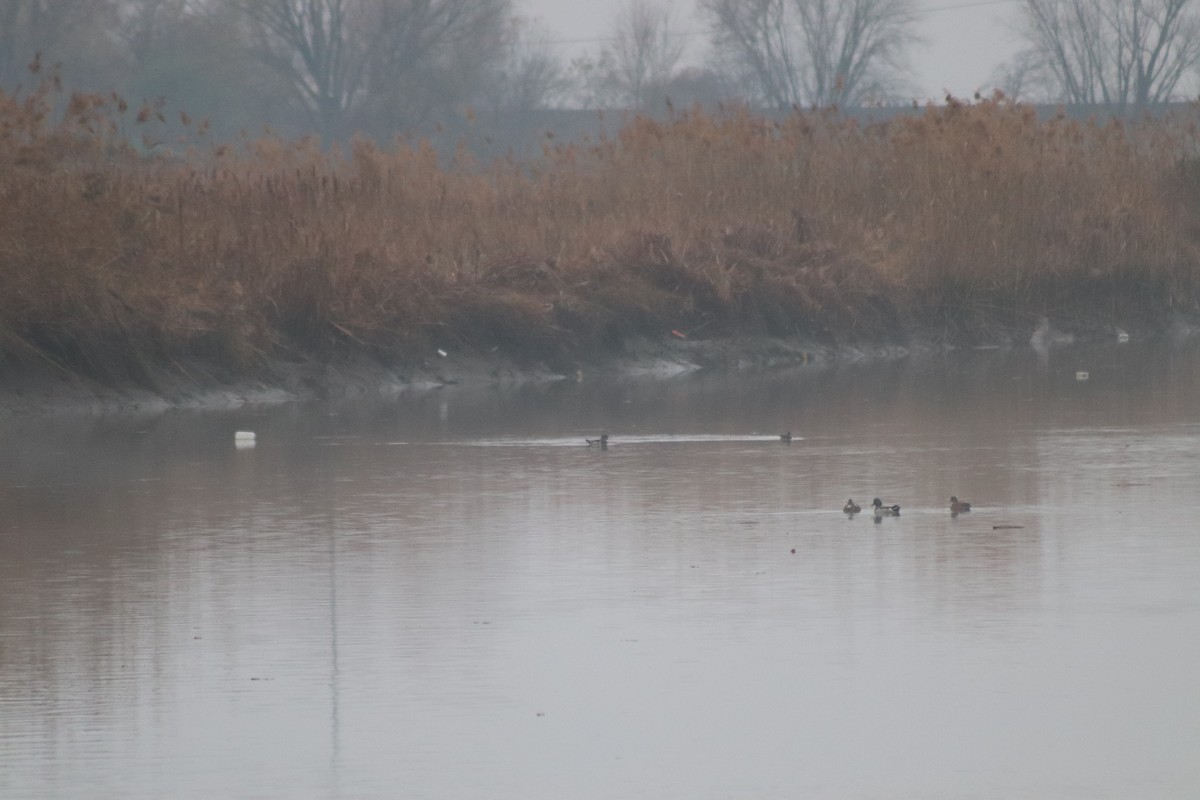 Wood Duck - ML645893865