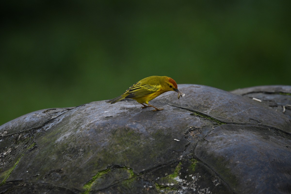 Mangrove Yellow Warbler (Galapagos) - ML645893866