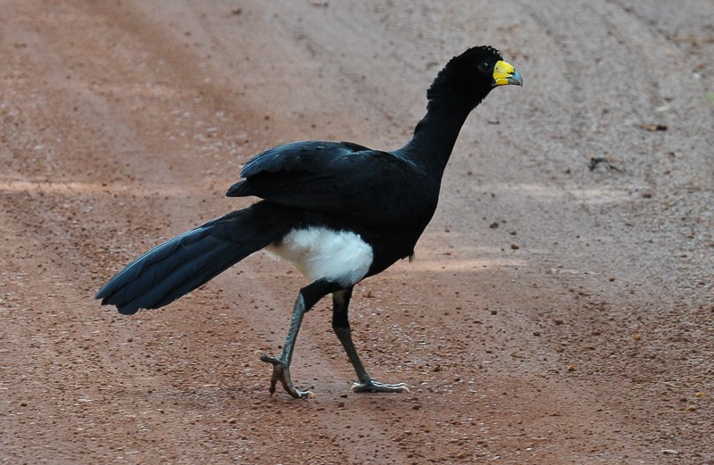 Black Curassow - ML645893868