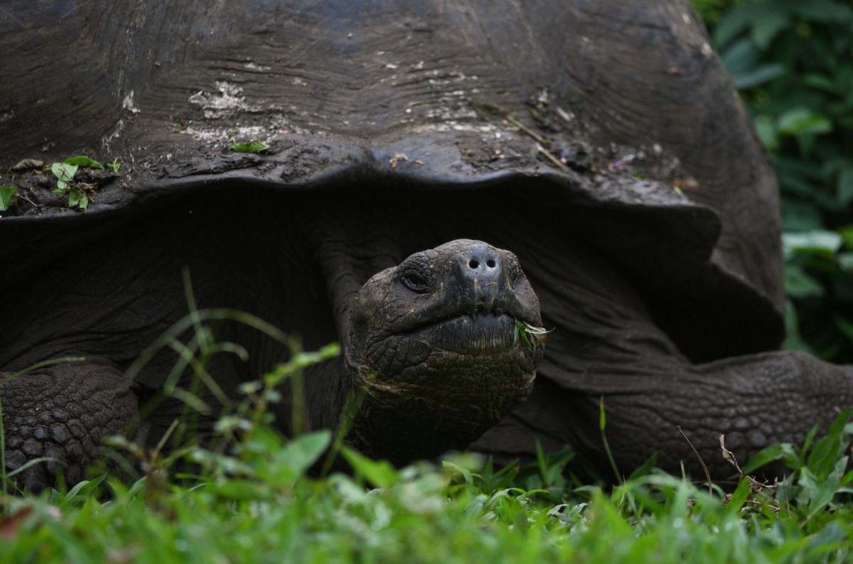 Galápagos Giant Tortoise - ML645893874