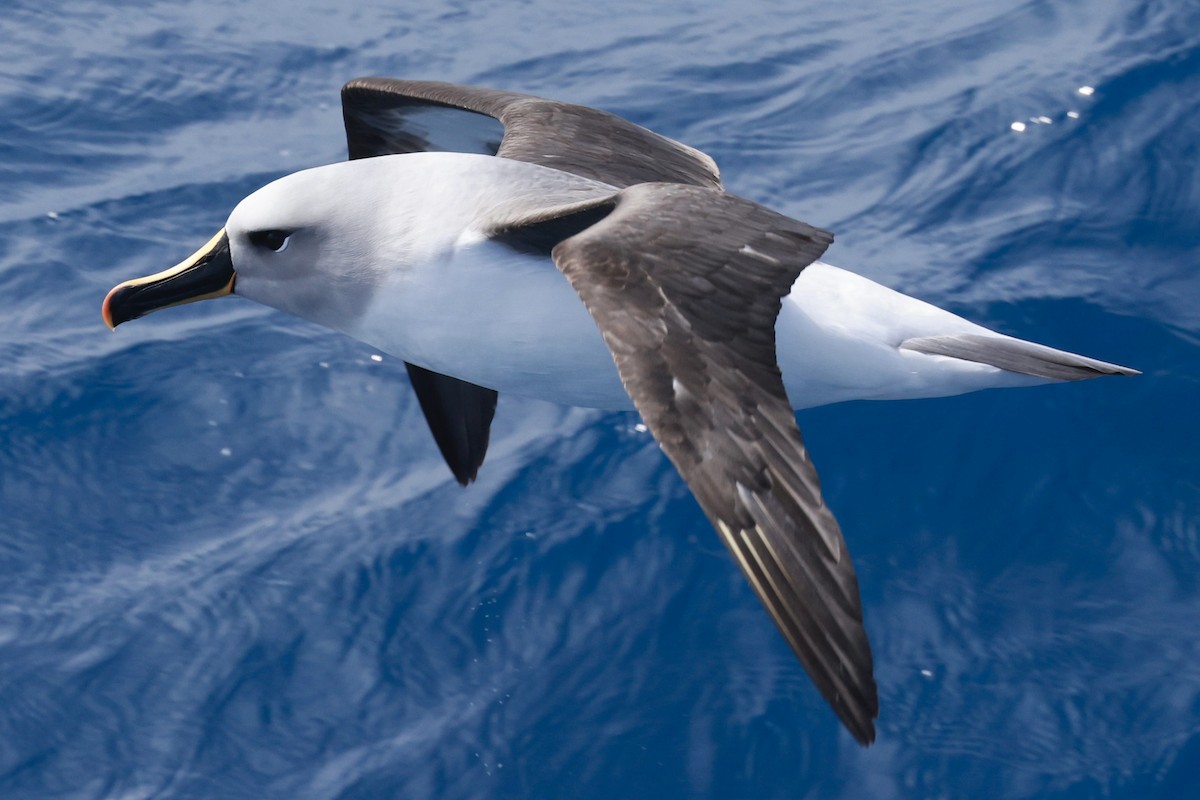 Gray-headed Albatross - ML645893877