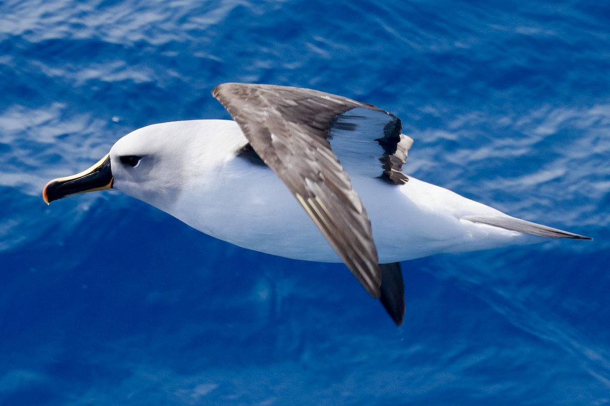 Gray-headed Albatross - ML645893881