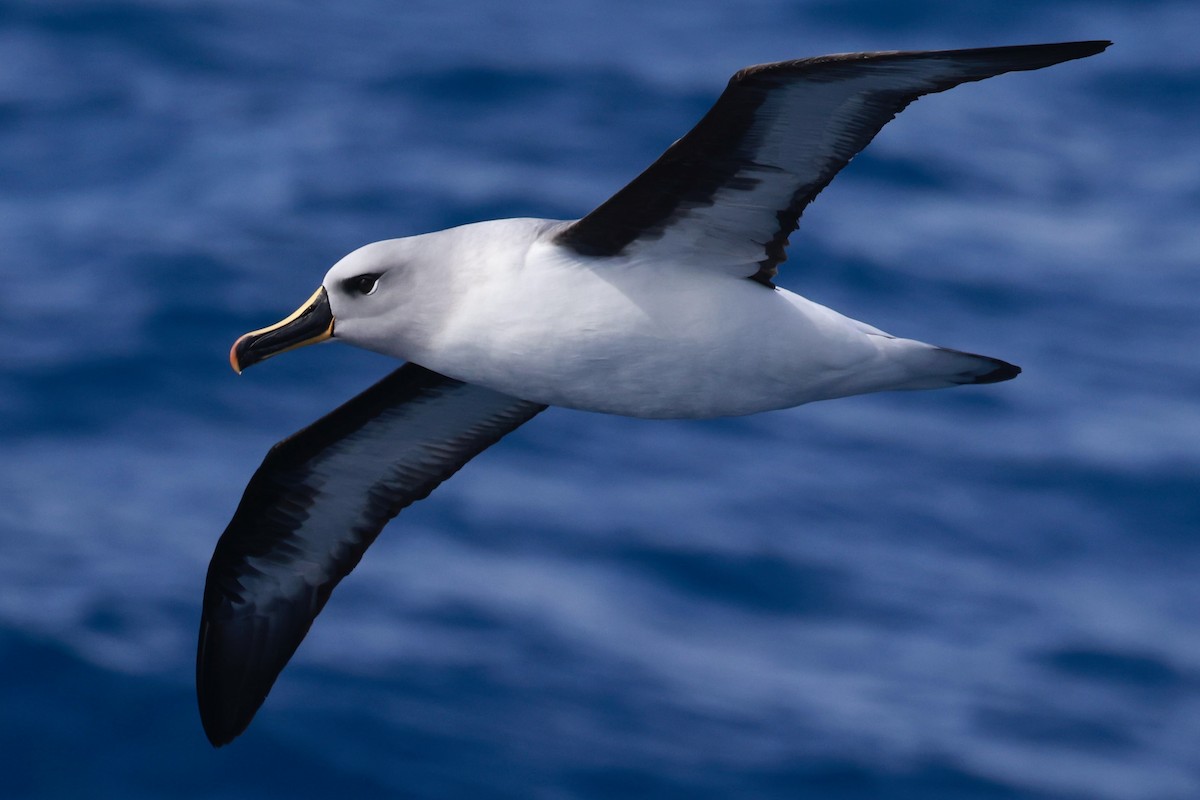 Gray-headed Albatross - ML645893882