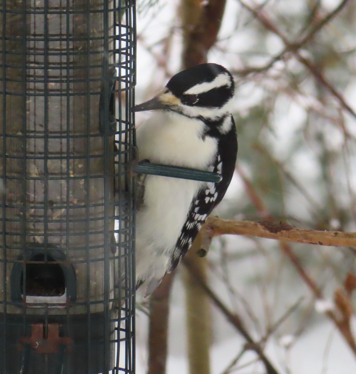 Hairy Woodpecker - ML645893889