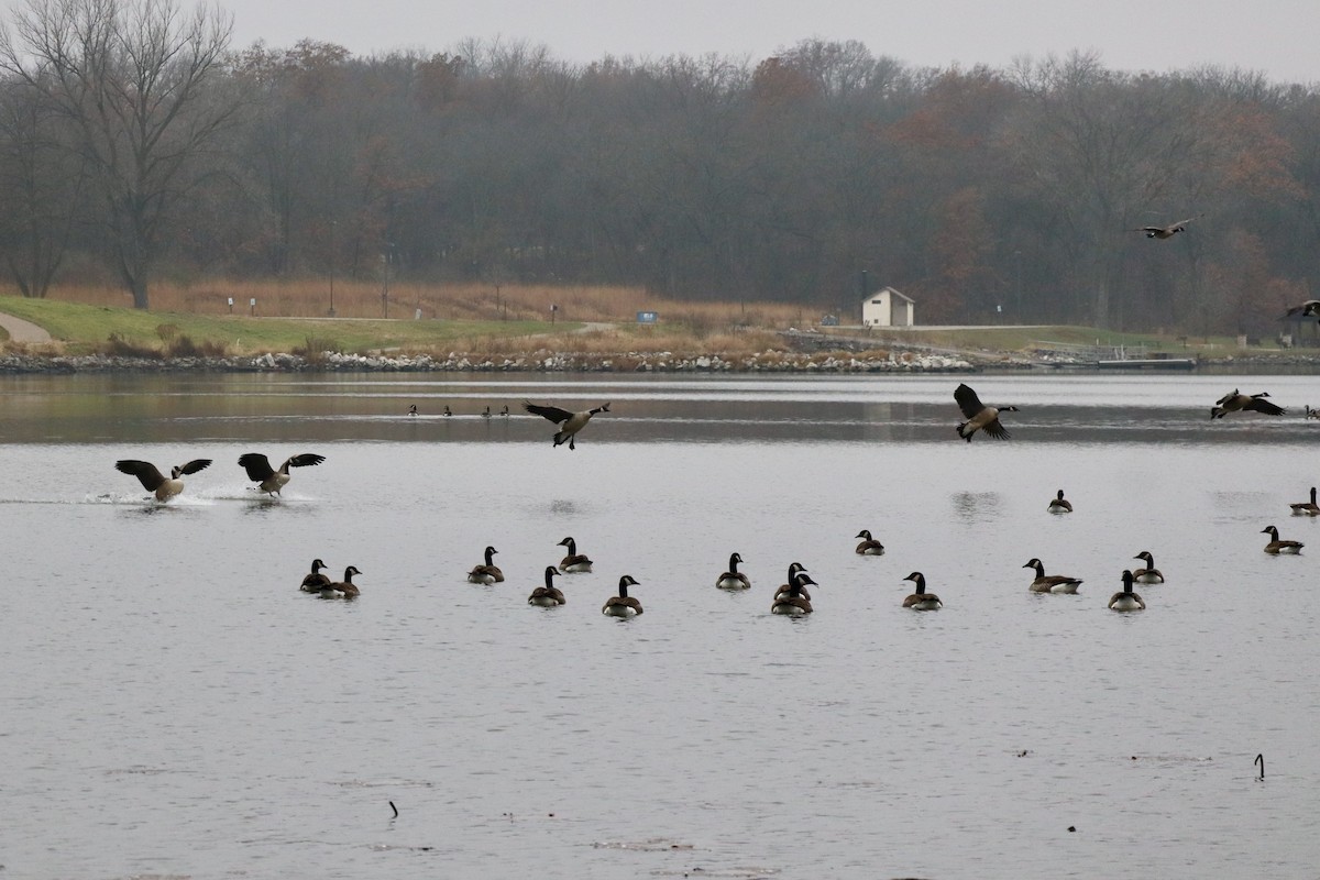 Bernache du Canada - ML645893890