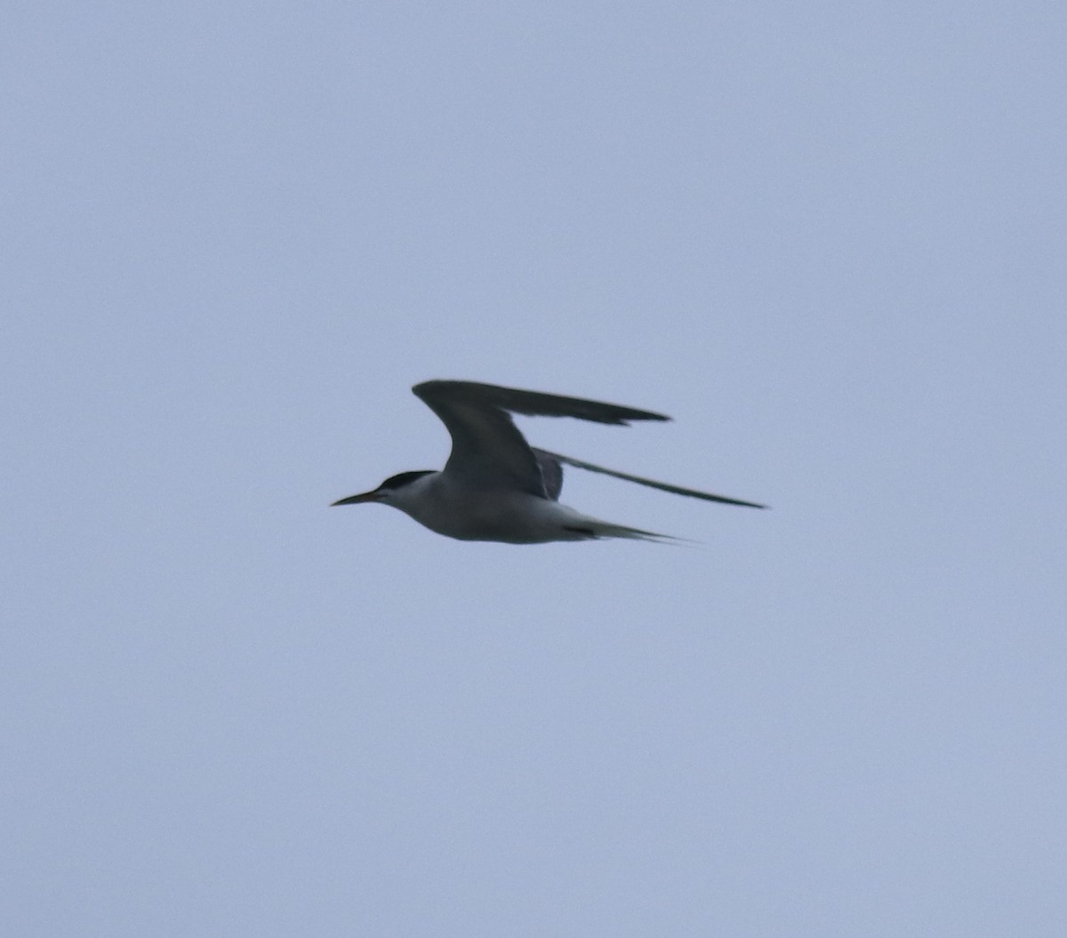 Common Tern - ML645893895