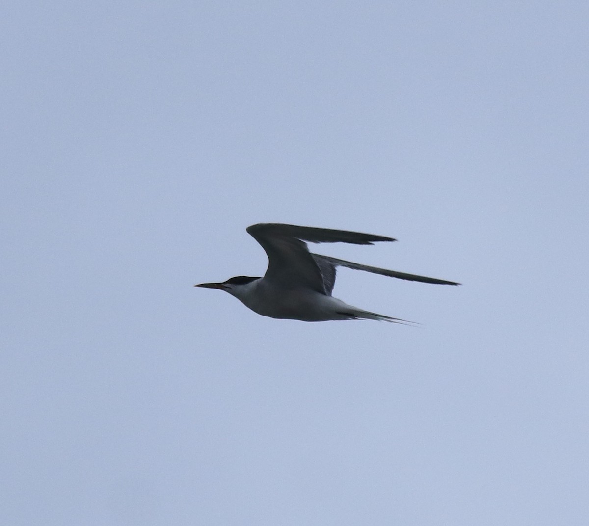 Common Tern - ML645893897