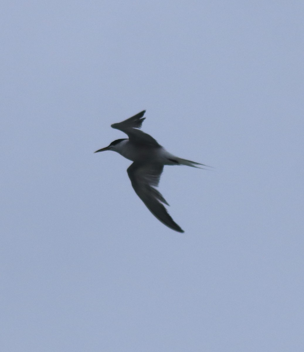 Common Tern - ML645893899