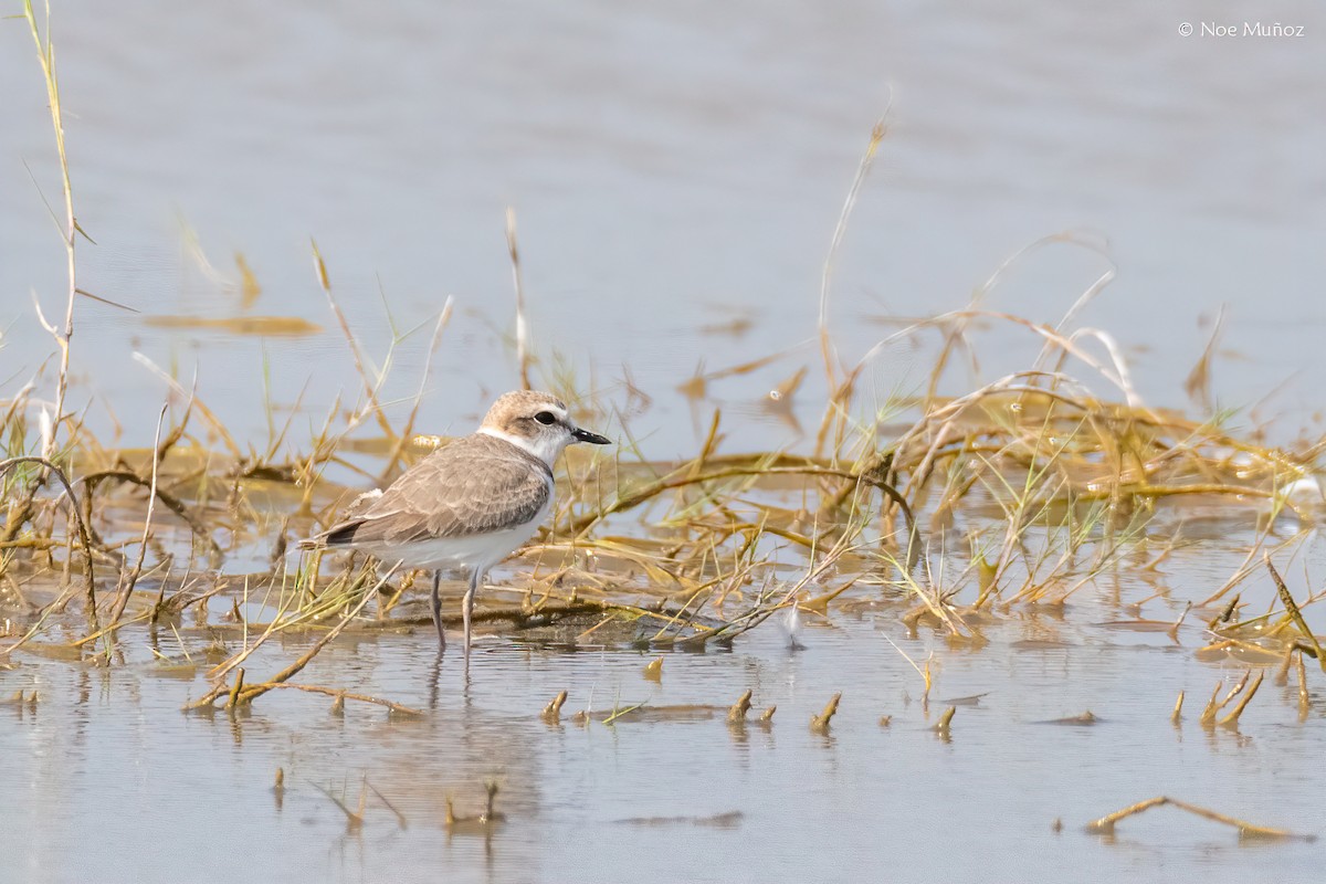 Snowy Plover - ML645893905