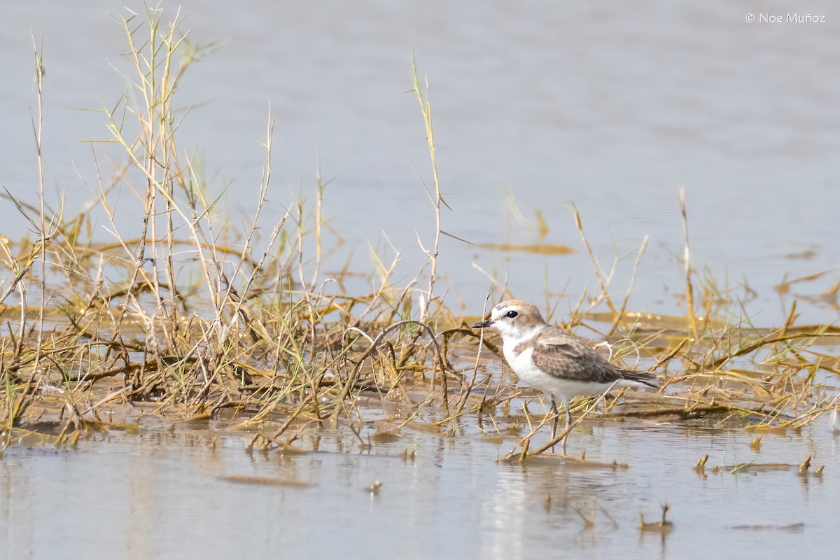 Snowy Plover - ML645893906