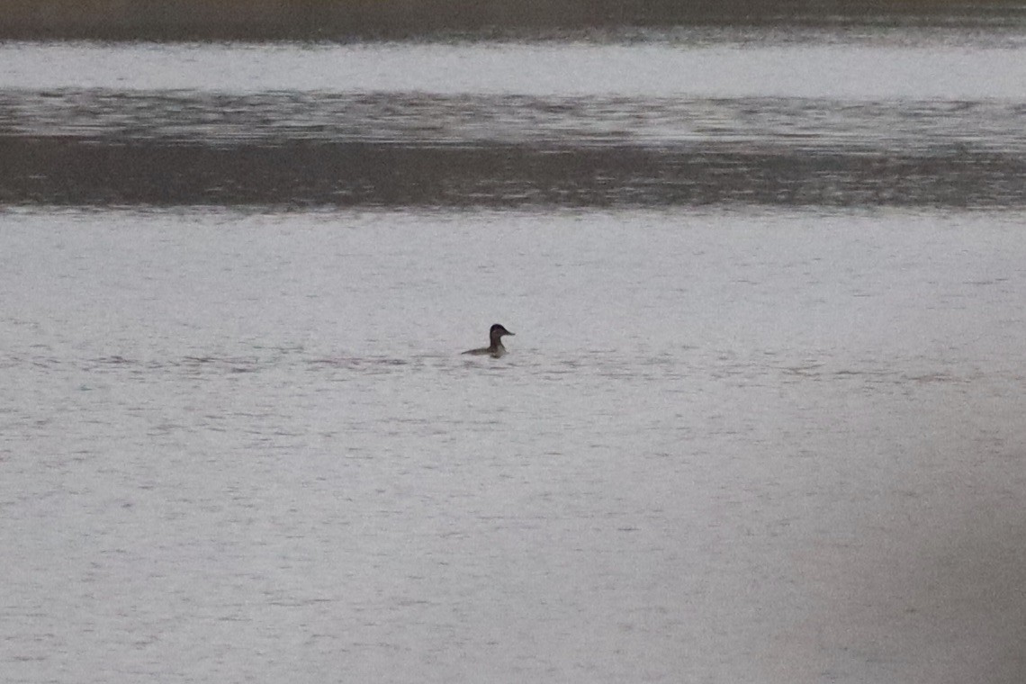 Ruddy Duck - ML645893909