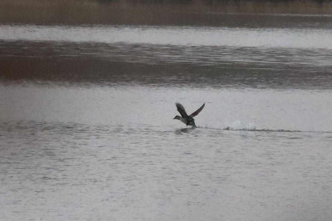 Ruddy Duck - ML645893910
