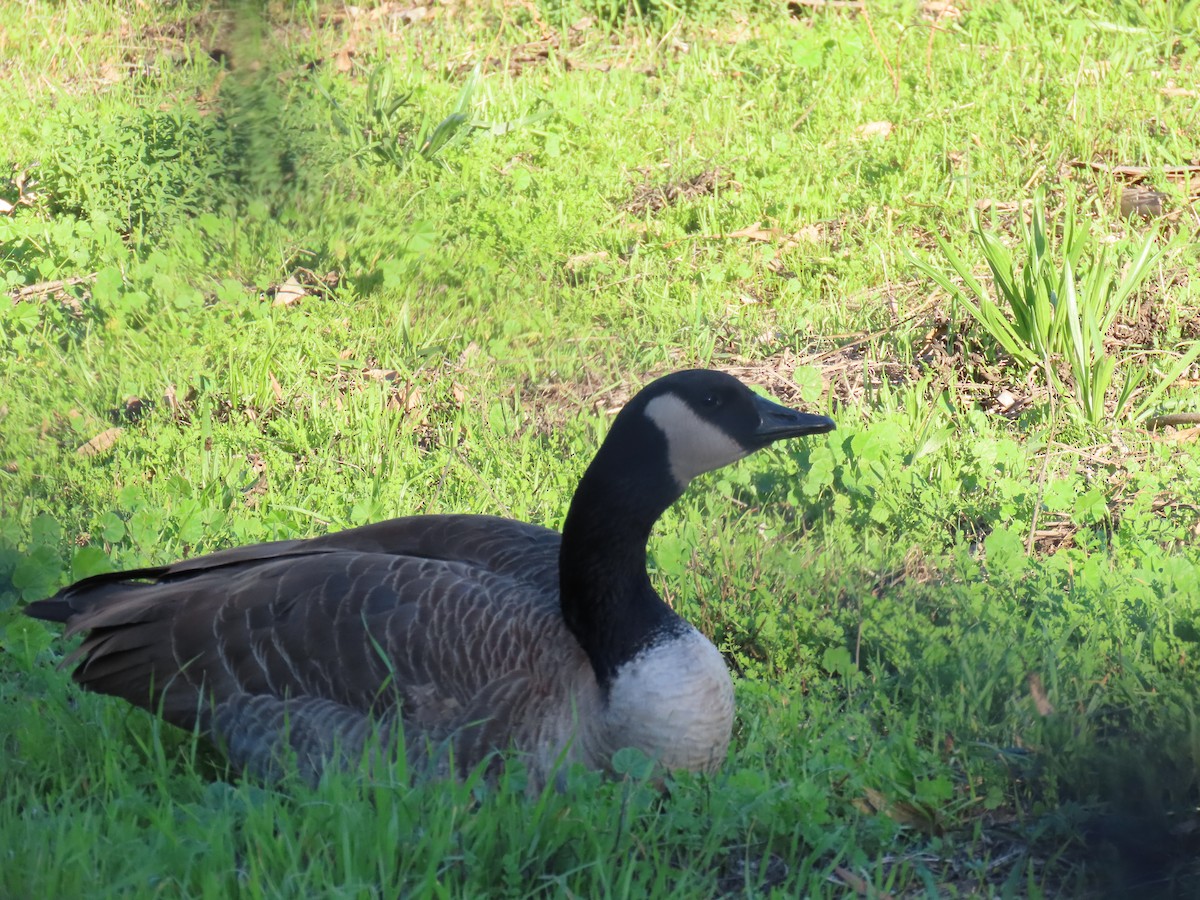 Canada Goose - ML645893911