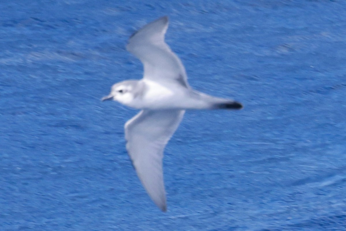 Slender-billed Prion - ML645893912