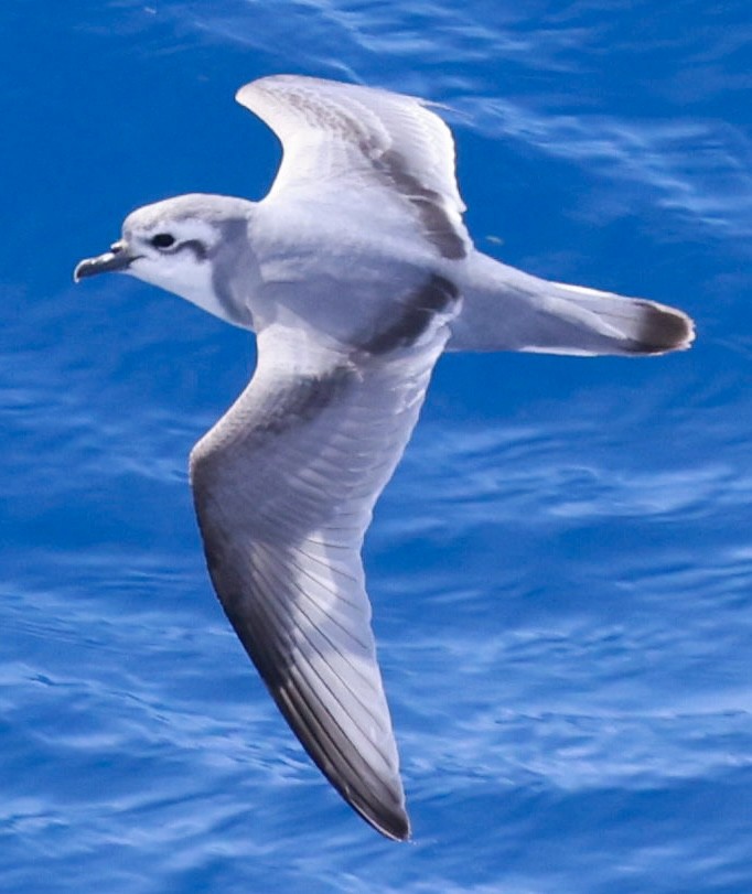 Slender-billed Prion - ML645893913