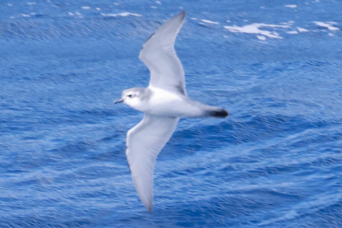 Slender-billed Prion - ML645893914