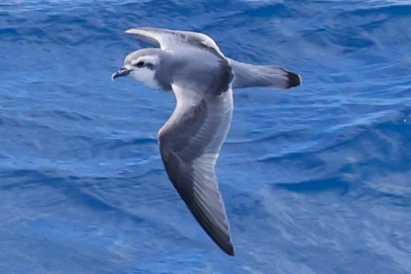 Slender-billed Prion - ML645893917