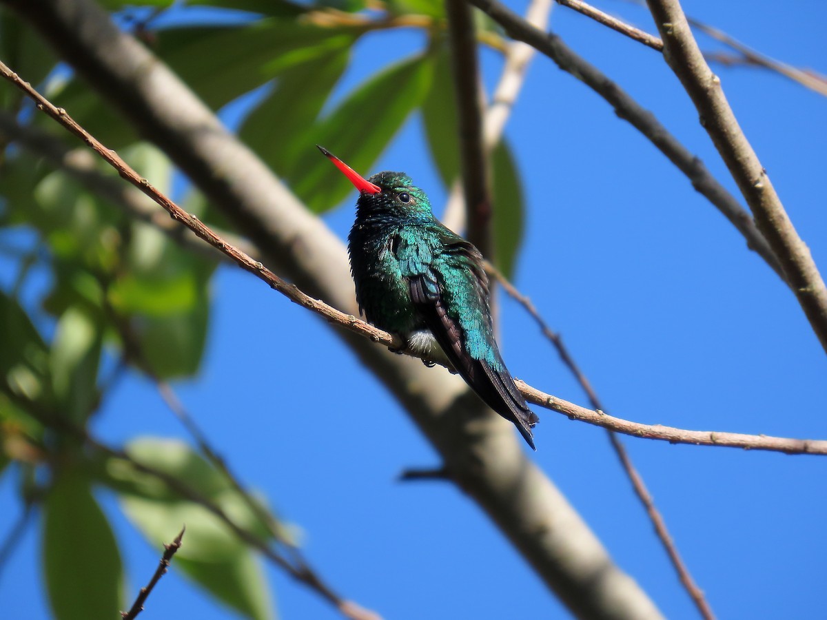 Glittering-bellied Emerald - ML645893919