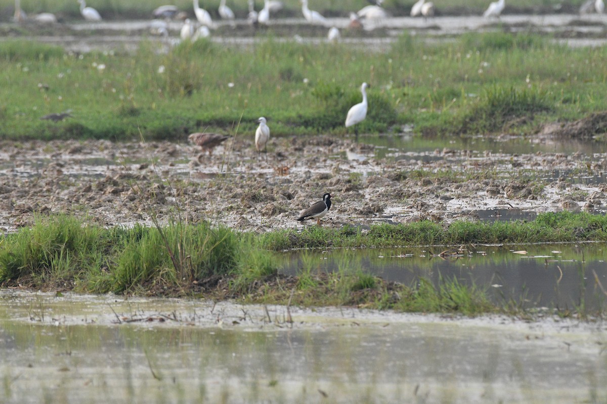 Red-wattled Lapwing - ML645893920