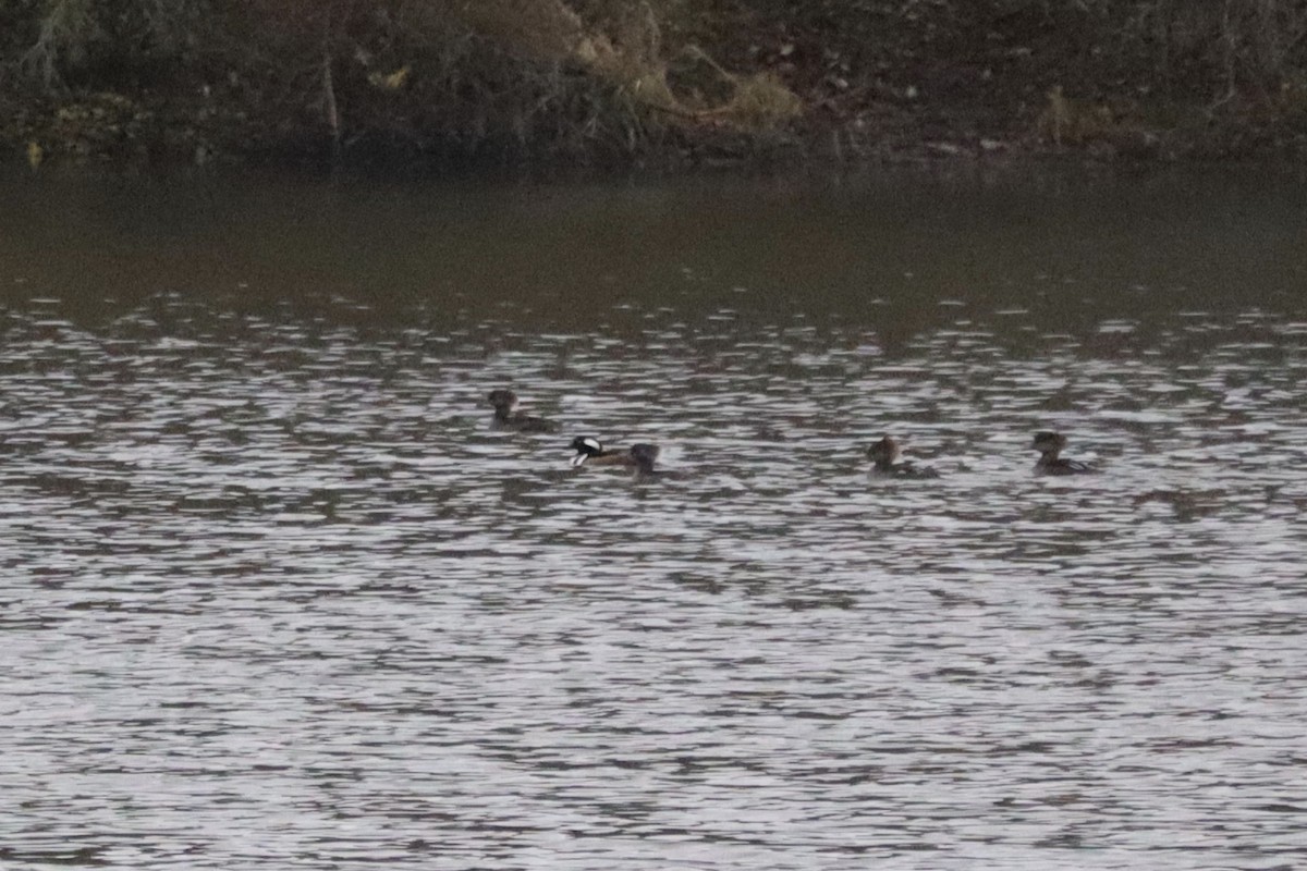 Hooded Merganser - ML645893921