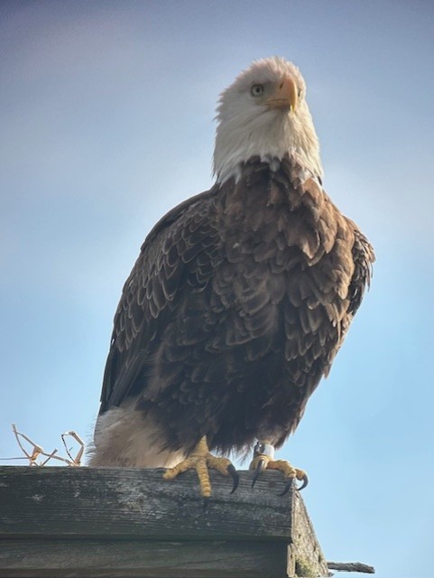 Bald Eagle - ML645893922
