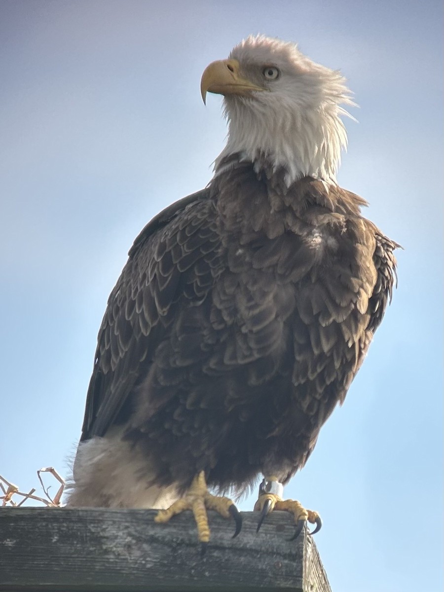 Bald Eagle - ML645893923
