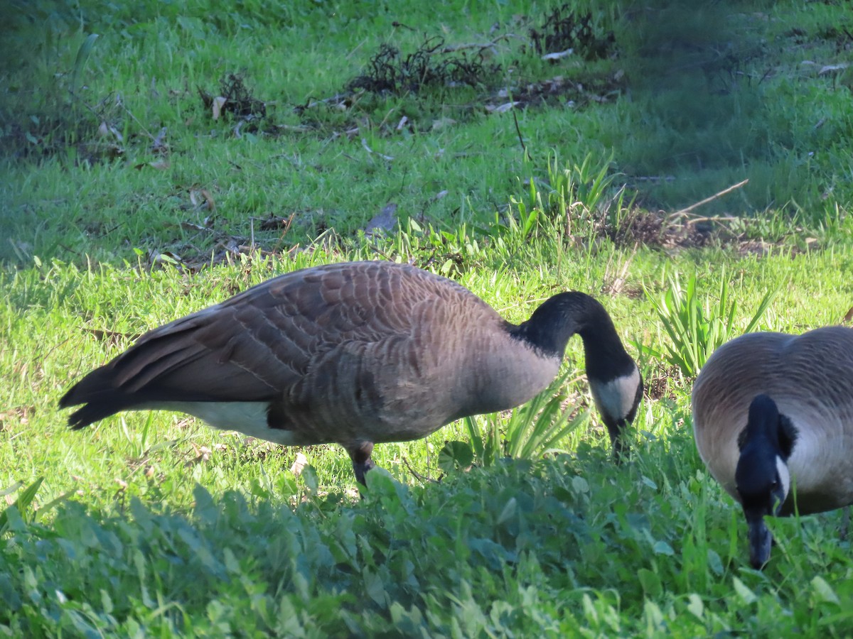 Bernache du Canada - ML645893924