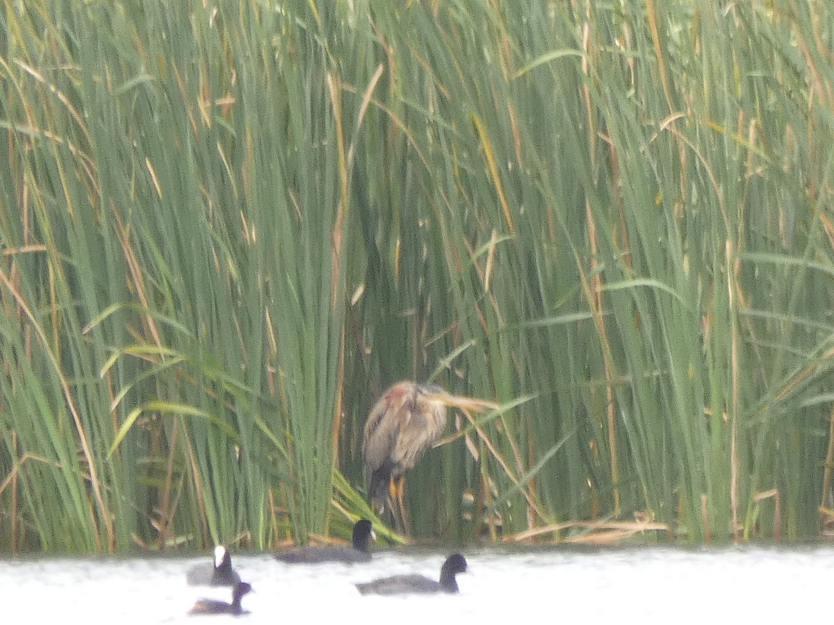 紫鷺 - ML645893926