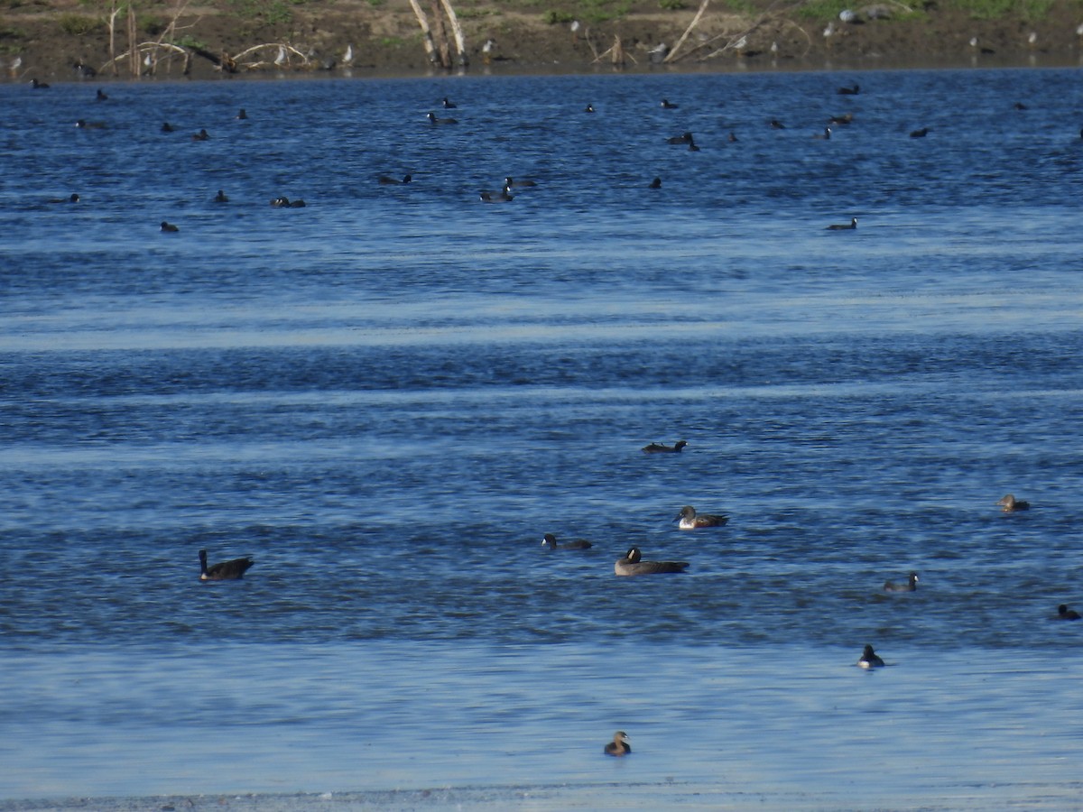 American Coot - ML645893927