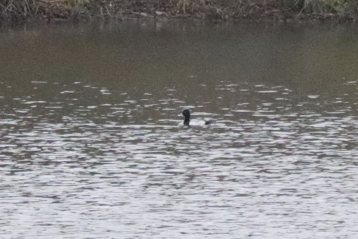 斑背潛鴨/小斑背潛鴨 - ML645893928