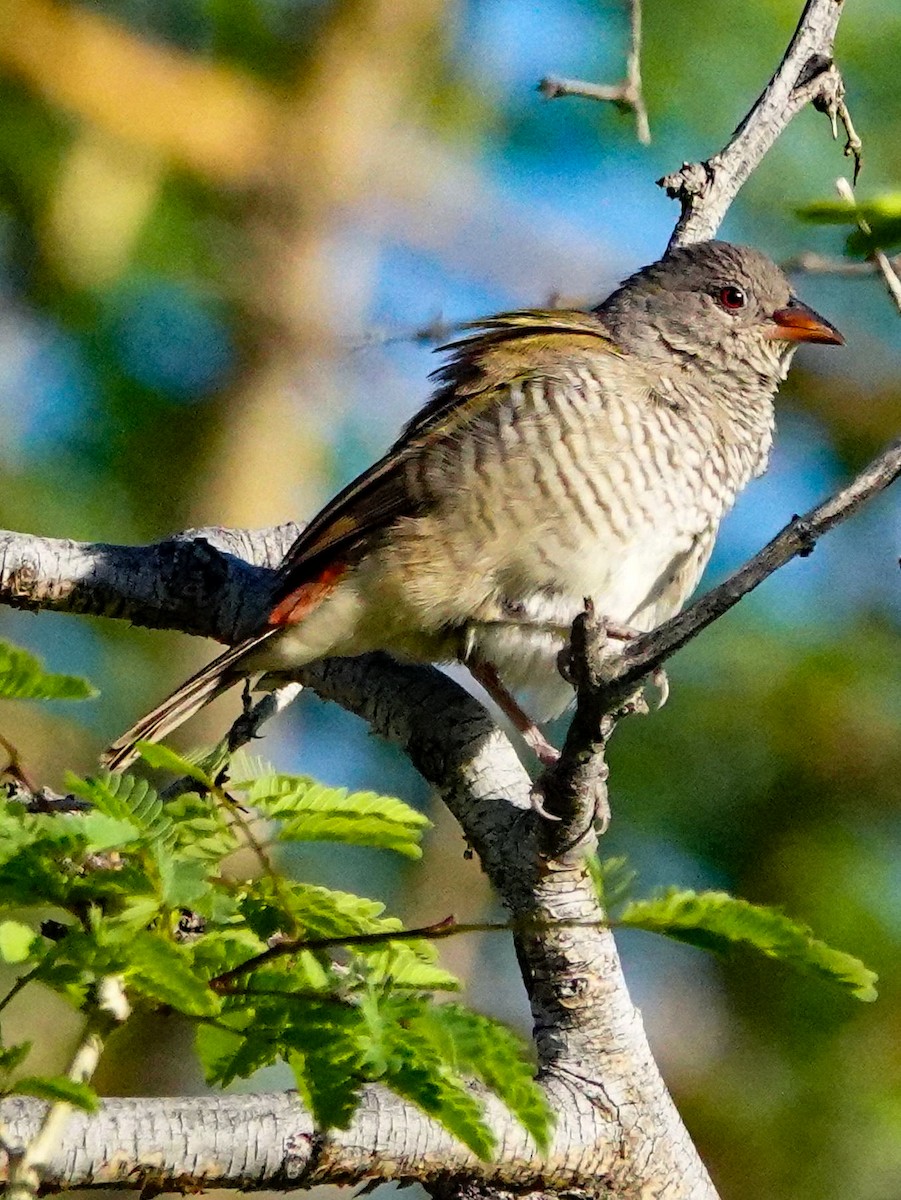 Green-winged Pytilia - ML645893929