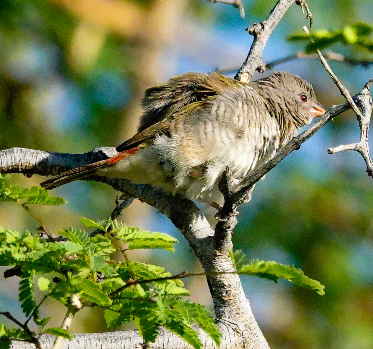 Green-winged Pytilia - ML645893930