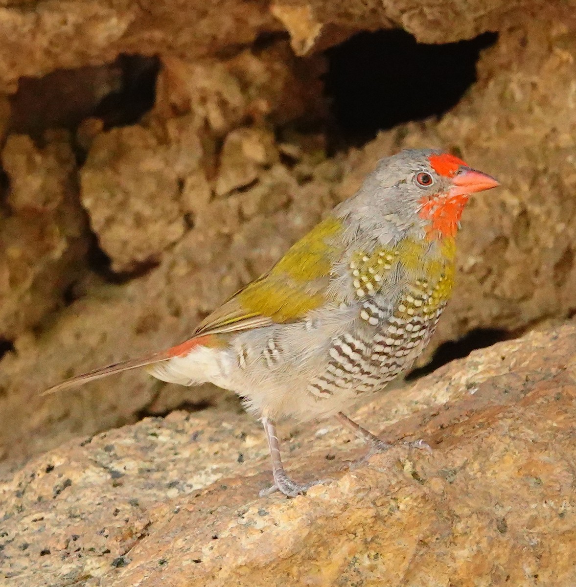 Green-winged Pytilia - ML645893931