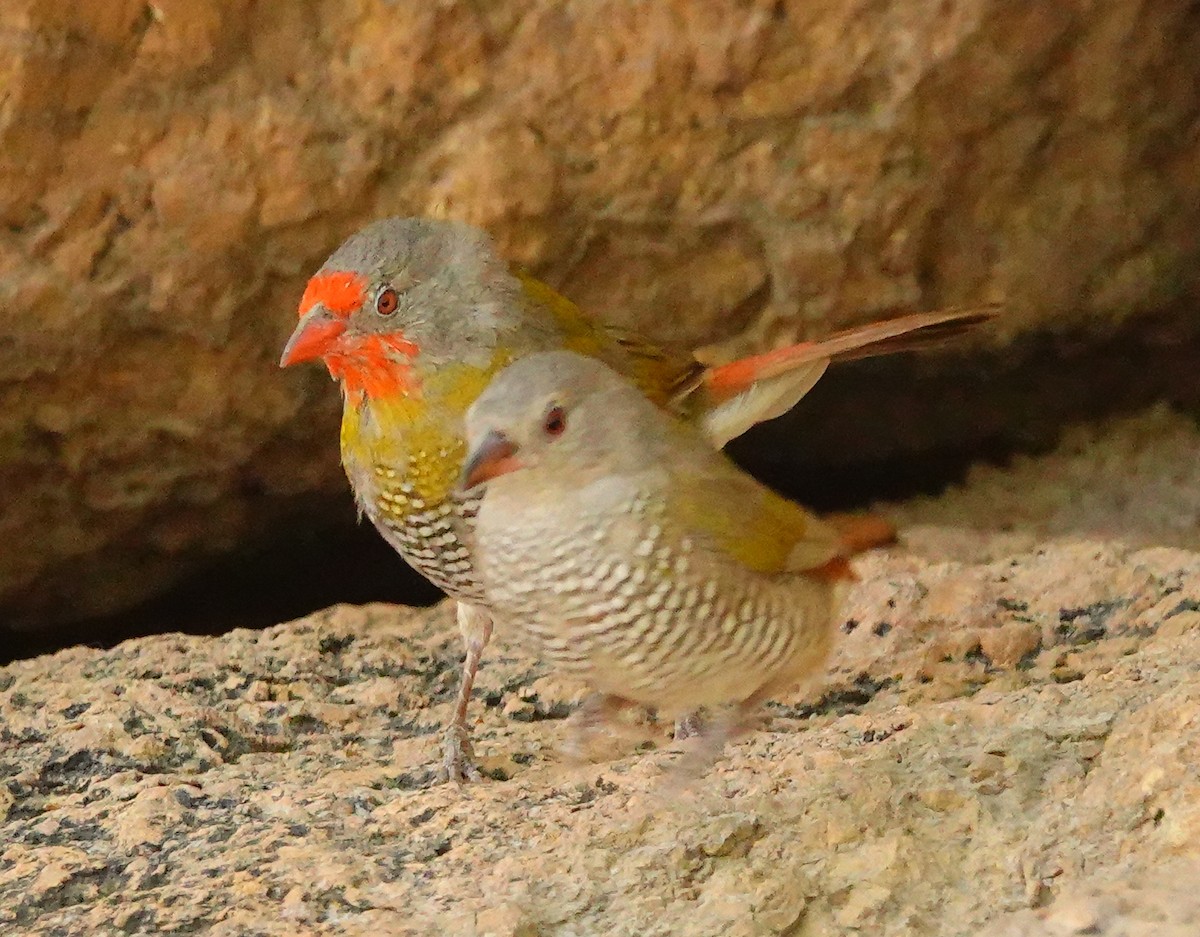 Green-winged Pytilia - ML645893932