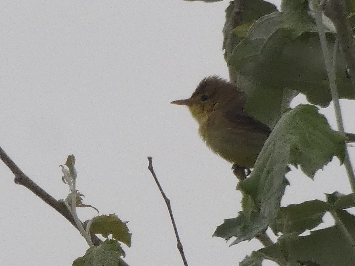 Melodious Warbler - ML645893933