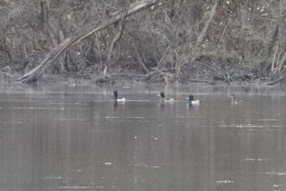 環頸潛鴨 - ML645893934