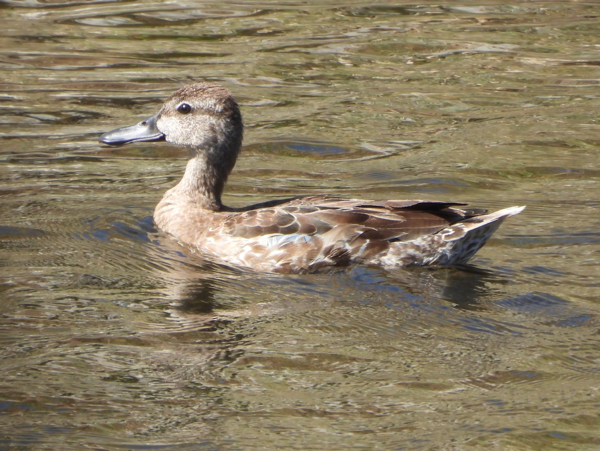 Zertzeta hegalurdina - ML645893935