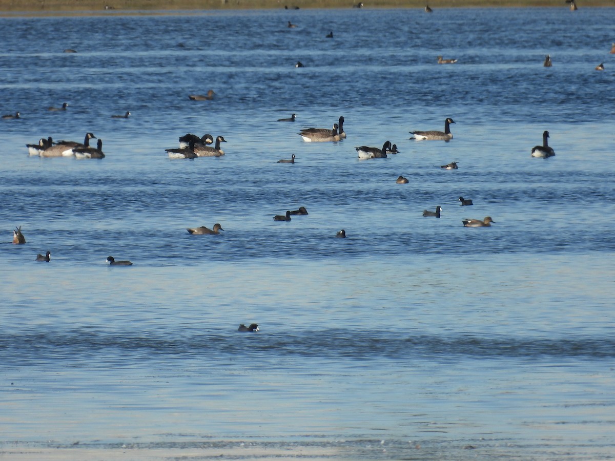 赤膀鴨 - ML645893937