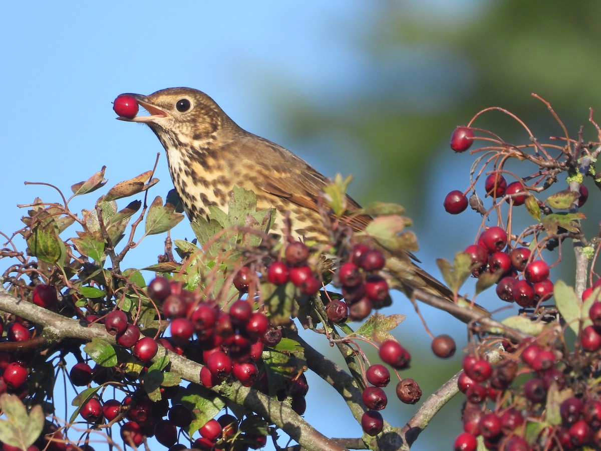 Song Thrush - ML645893938