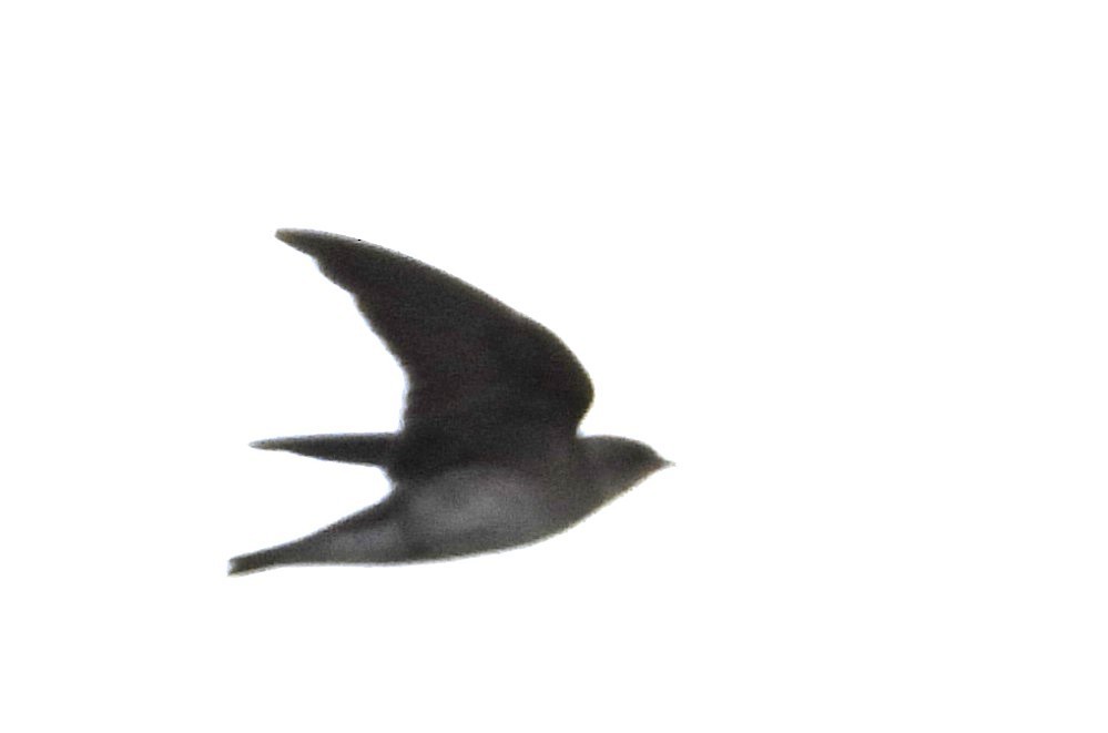 Northern Rough-winged Swallow - ML645893939