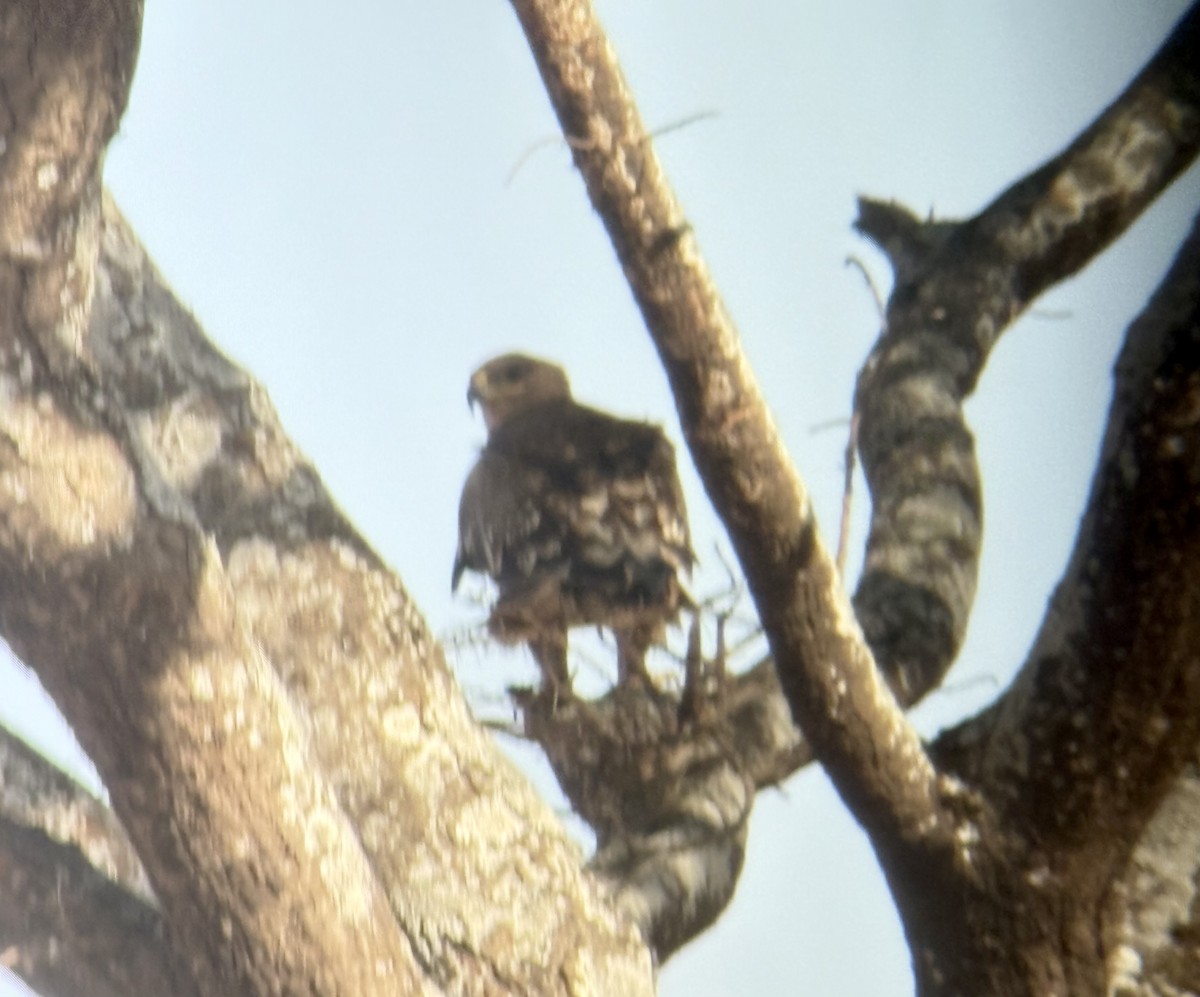 savanneørn - ML645893942