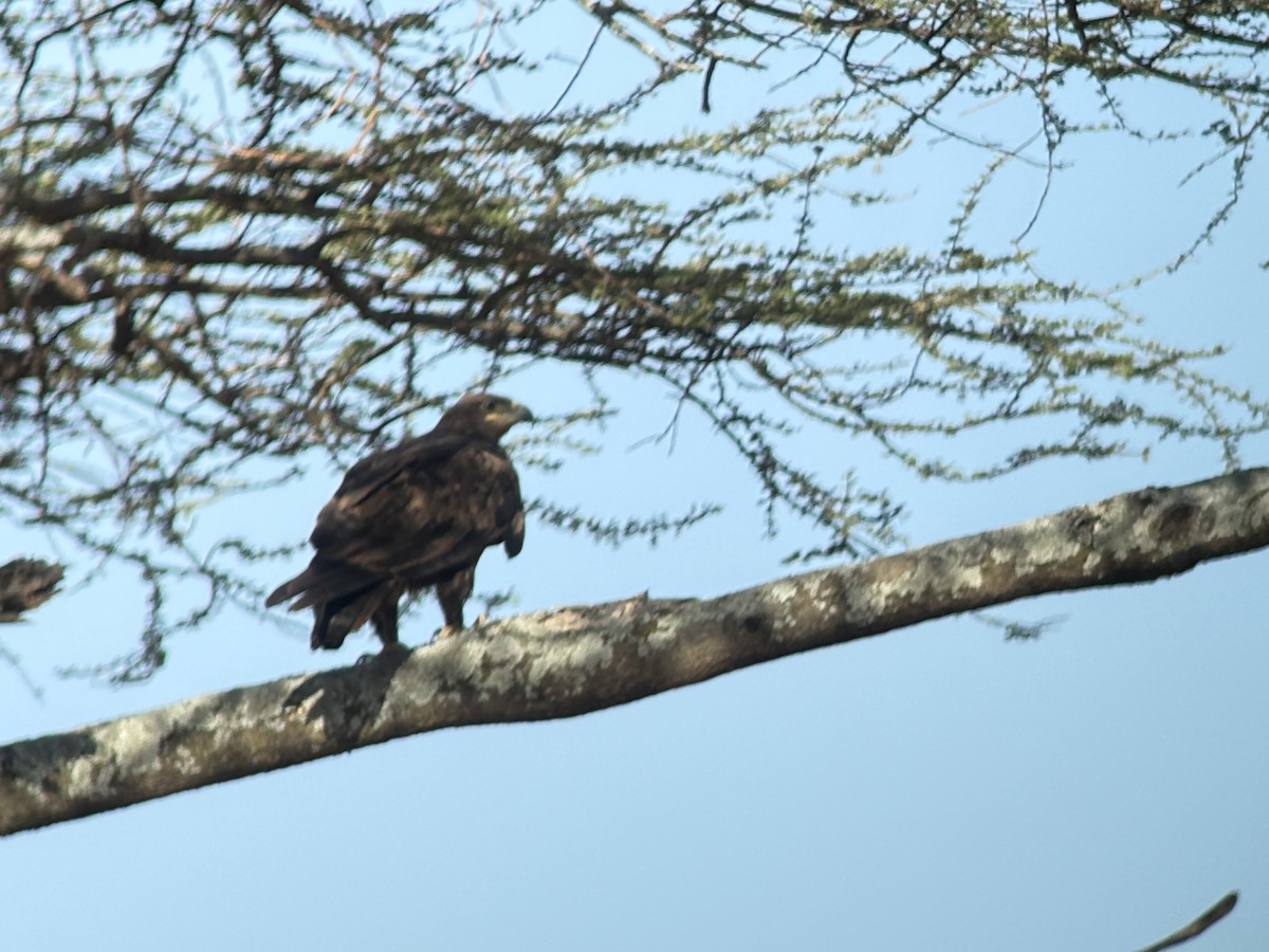 savanneørn - ML645893943