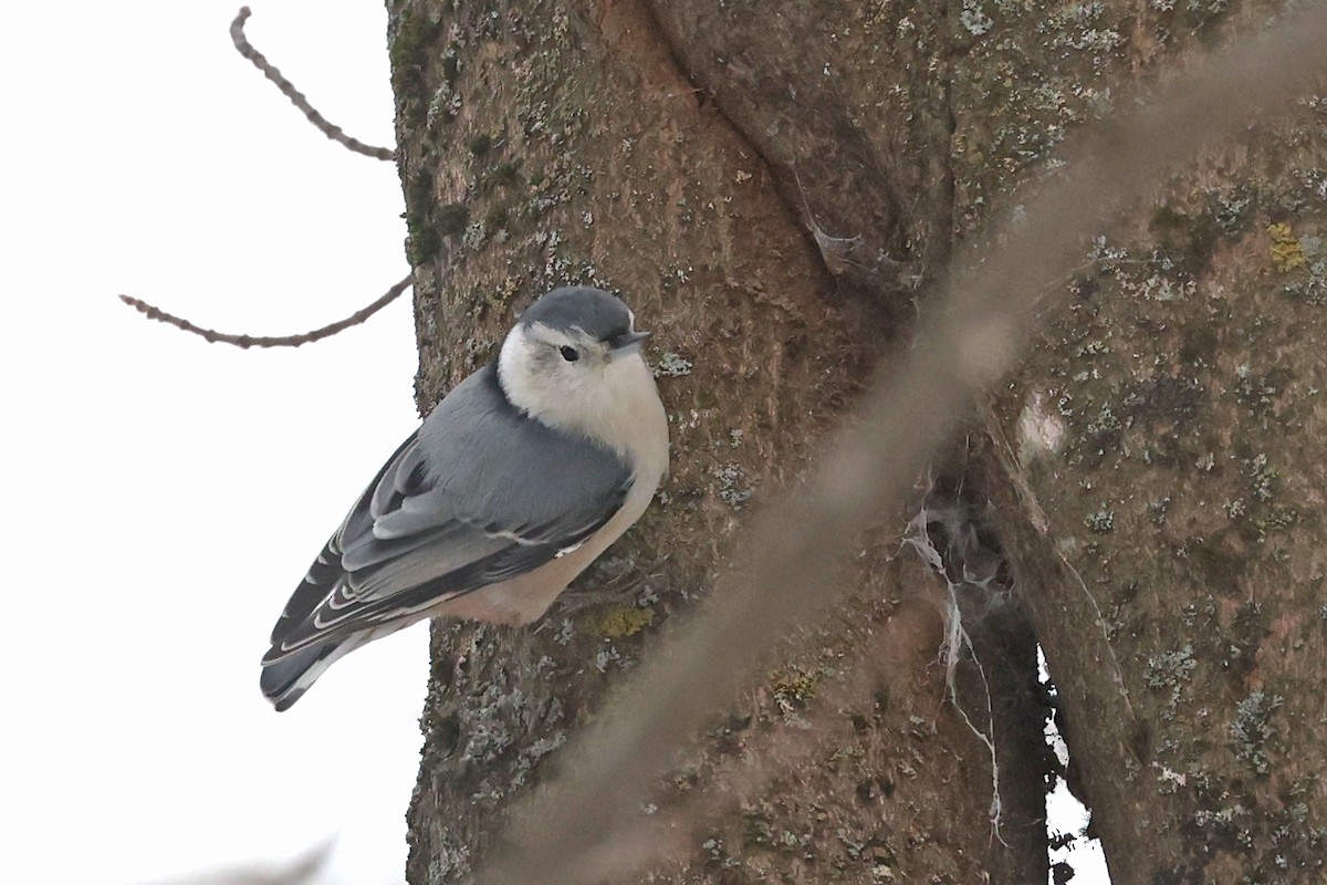 White-breasted Nuthatch - ML645893946